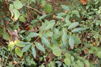 Ligustrum vulgare