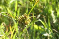 Cyperus eragrostis