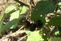 Solanum nigrum