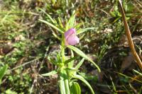 Misopates orontium