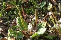 Plantago major