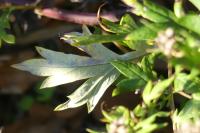 Artemisia vulgaris