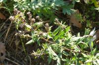 Artemisia vulgaris