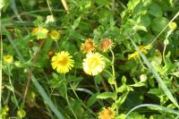 Pulicaria dysenterica