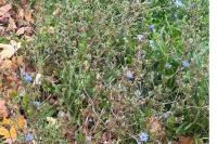 Cichorium intybus