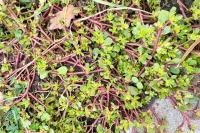 Portulaca oleracea