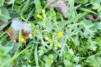 Senecio vulgaris