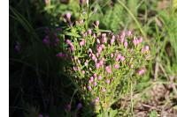 Centaurium pulchellum