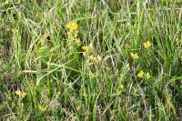 Ulex minor
