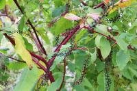 Phytolacca americana