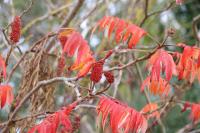 Rhus typhina