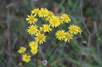 Jacobaea vulgaris