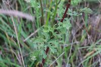 Jacobaea vulgaris
