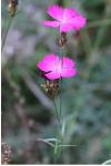 Dianthus carthusianorum