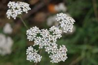 Achillea millefolium