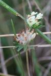 Anthyllis vulneraria
