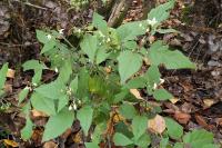 Solanum nigrum