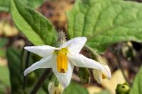 Solanum nigrum