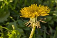 Taraxacum officinale