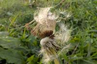 Taraxacum officinale