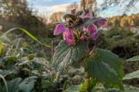 Lamium maculatum