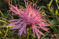 Centaurea jacea