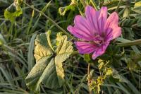 Malva sylvestris
