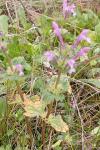 Lamium amplexicaule