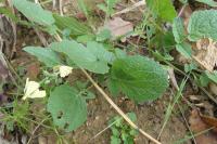Raphanus raphanistrum