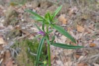 Misopates orontium