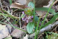 Prunella vulgaris