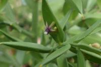 Ruscus aculeatus
