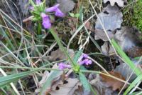 Betonica officinalis