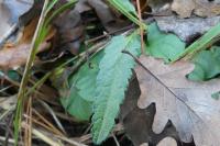 Betonica officinalis