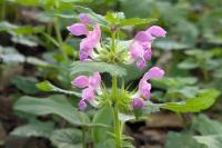 Lamium maculatum