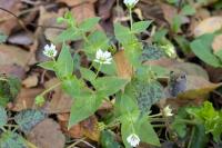 Stellaria media