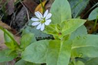 Stellaria media