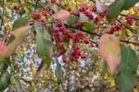 Euonymus europaeus