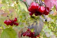 Viburnum opulus