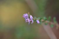 Calluna vulgaris