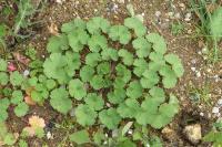 Geranium rotundifolium