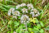 Heracleum sphondylium
