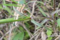Dianthus armeria