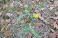 Andryala integrifolia