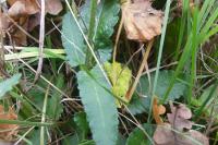 Betonica officinalis