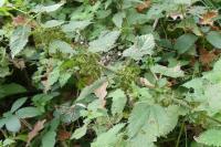 Urtica dioica