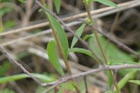 Solidago virgaurea