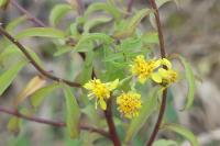 Solidago virgaurea