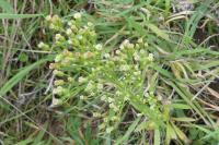 Erigeron canadensis