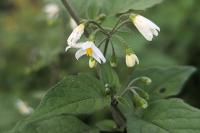 Solanum nigrum
